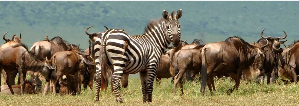 Resultado de imagen de En el Serengueti, donde las praderas sirven de alimento a la mayor concentración de grandes herbívoros del mundo