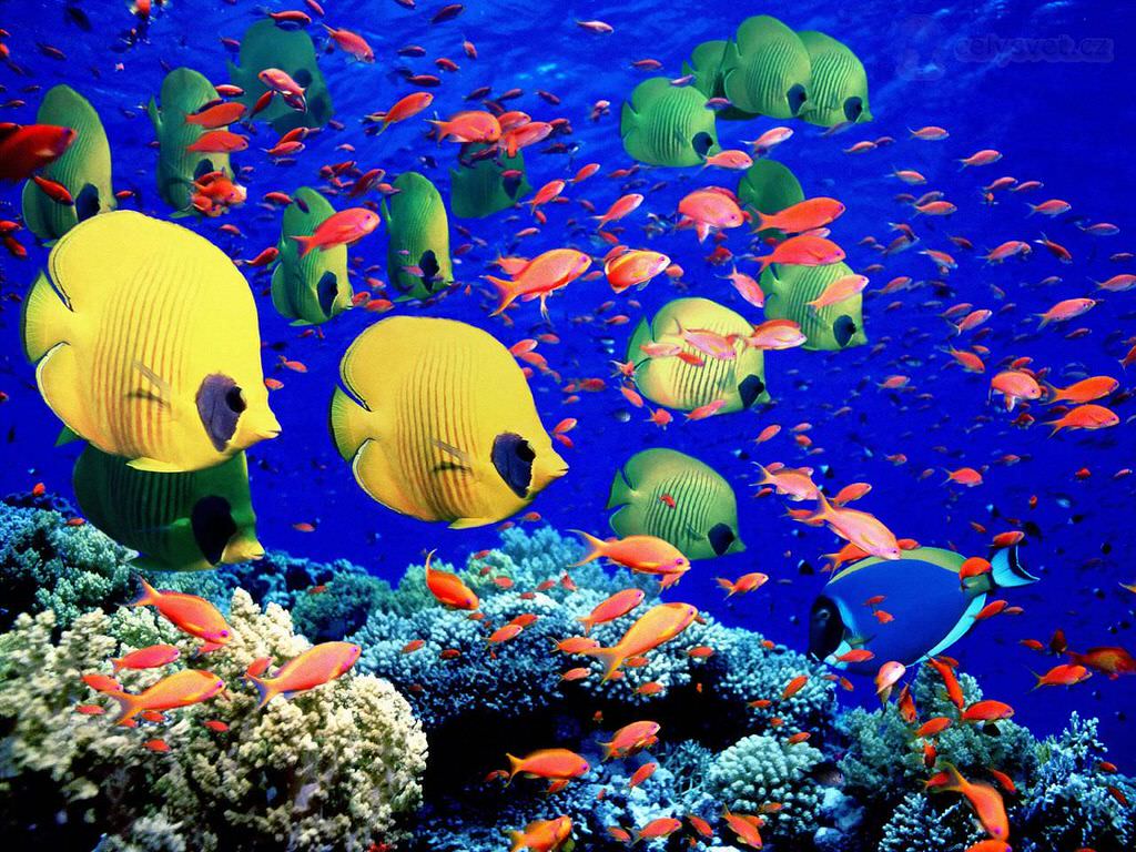 Gran Barrera Coral
